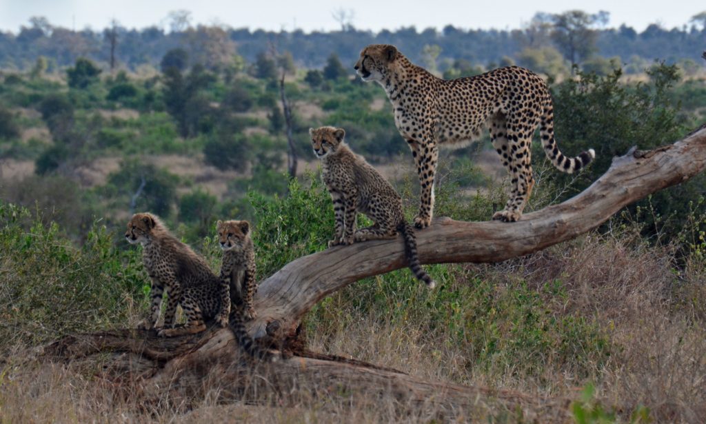 Cheetah with cubs