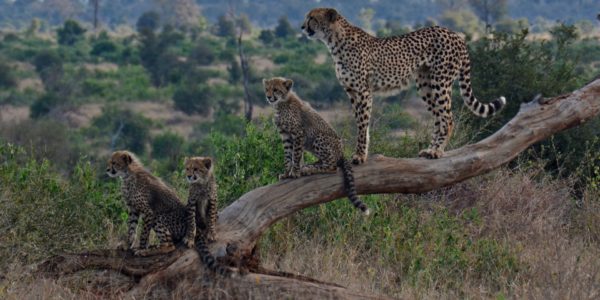 Cheetah with cubs