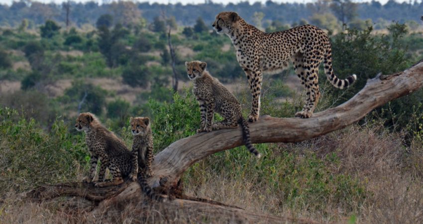 Cheetah with cubs